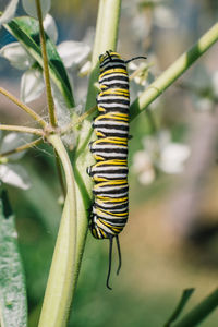 Close-up of insect on plant