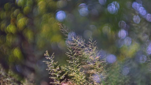 Full frame shot of plants