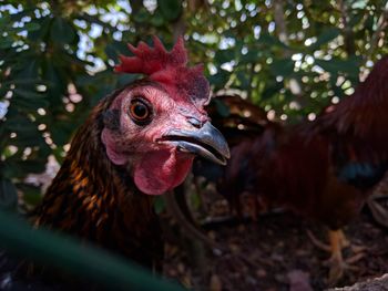 Close-up of rooster