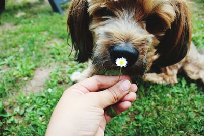 Close-up of hand holding small dog on field