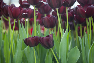 Close-up of purple tulips