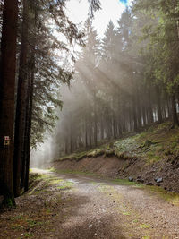 Dirt road amidst trees in forest