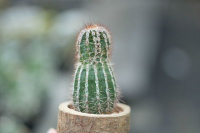 Close-up of cactus plant
