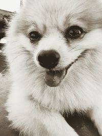 Close-up portrait of dog