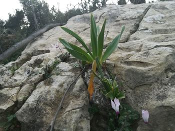 Close-up of plant