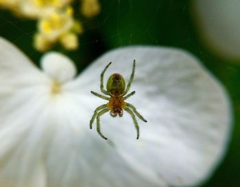 Close-up of spider