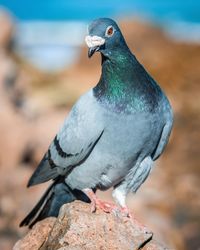 Close-up of a bird