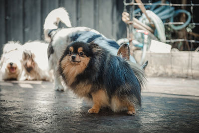 Portrait of a dog