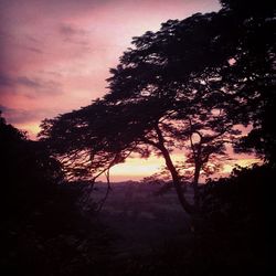 Silhouette of trees at sunset