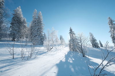 Trees on snow covered landscape against clear blue sky