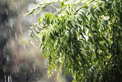 Close-up of wet plant leaves during rainy season