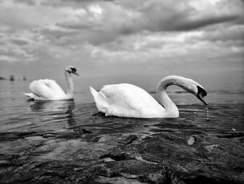 Swans swimming in lake against cloudy sky