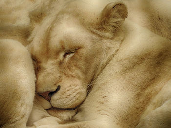 Close-up of cat sleeping