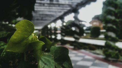 Close-up of plant growing outdoors