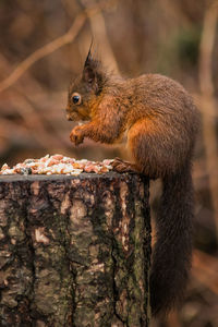 Close-up of squirrel on tree trunk