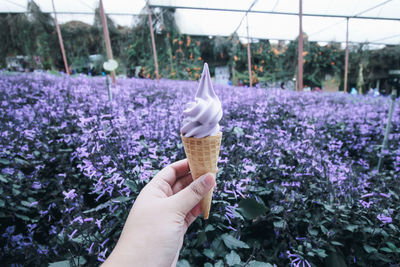 Close-up of hand holding purple flower