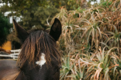 Close-up of a horse.