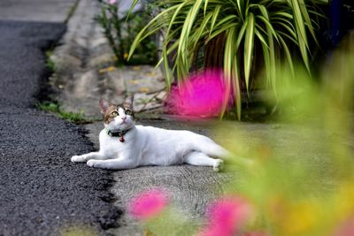 Portrait of cat resting