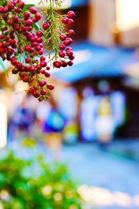 Close-up of red berries growing on plant