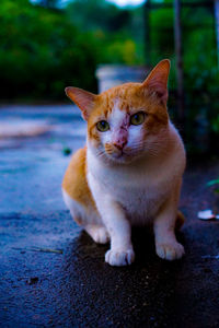 Portrait of cat standing outdoors