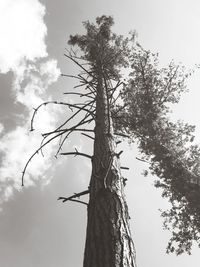 Low angle view of tree against sky