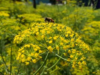 Close-up of insect on yellow flower