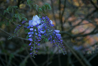 Close-up of purple flowers