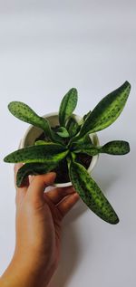 Close-up of hand holding leaves over white background