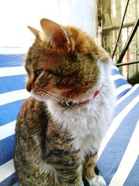 Close-up of a cat looking away