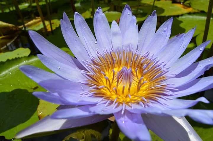 CLOSE-UP OF FLOWER