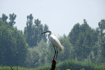 High angle view of gray heron perching on tree against sky