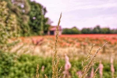 Close-up of stalks in field against sky