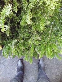 Low section of woman standing on grass