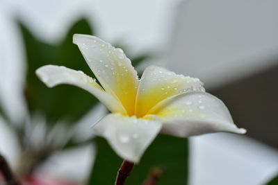 Close-up of wet flower