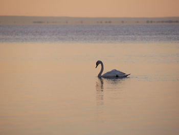 Swan swimming in lake balaton 