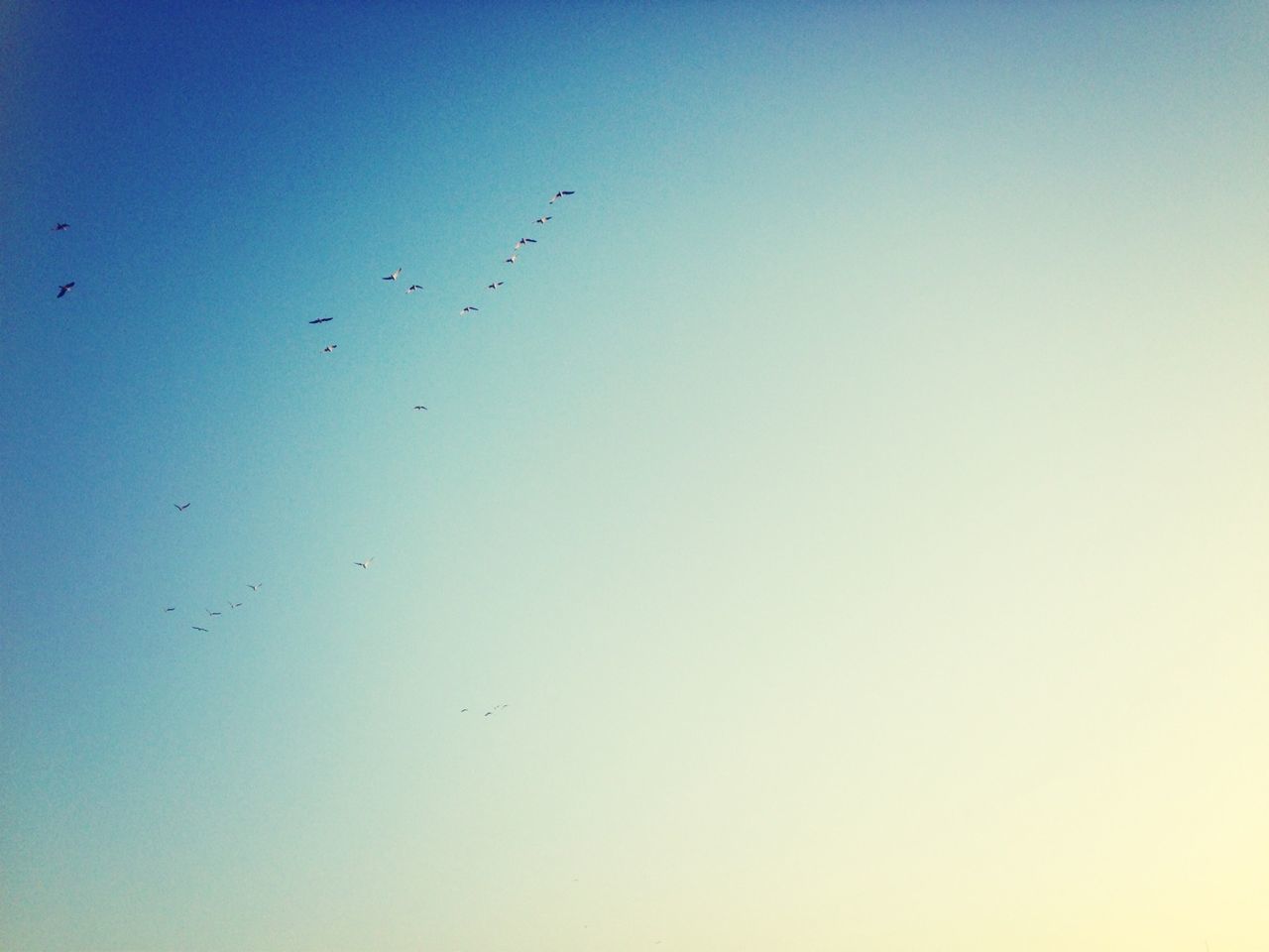 bird, flying, animal themes, animals in the wild, wildlife, clear sky, low angle view, copy space, flock of birds, spread wings, mid-air, nature, silhouette, blue, beauty in nature, sky, one animal, outdoors, no people