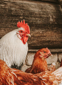 Cock and chicken close-up