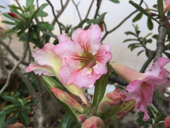 Close-up of pink day lily blooming outdoors