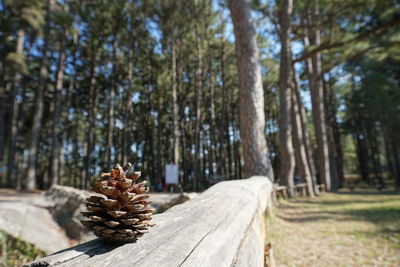 Close-up of pine cone on log