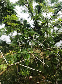 Low angle view of trees growing in forest