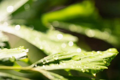 Close-up of water drops on leaf