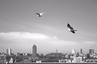 Low angle view of seagulls flying against sky