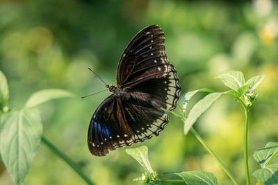 Close-up of butterfly pollinating flower