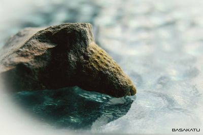 Close-up of rock in sea