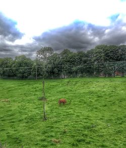 View of sheep on grassy field against sky