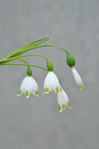 Close-up of white flowers blooming outdoors