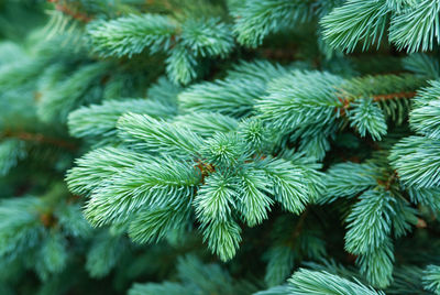 Close-up of pine tree