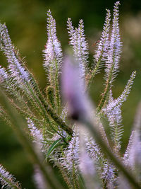 Close-up of purple flowering plants during winter