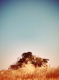 Trees against clear sky