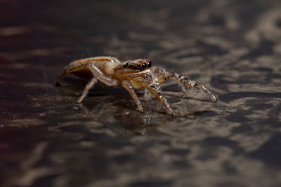 Close-up of spider